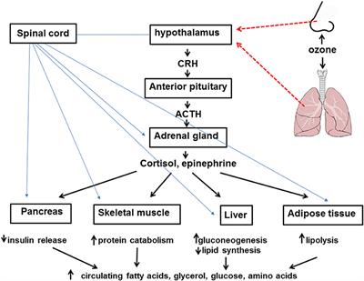 The Metabolic Response to Ozone